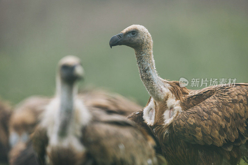 Griffon Vulture (Gyps fulvus)鹰群